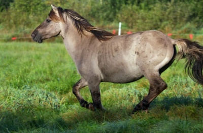 Тарпан-евразийская дикая лошадь