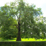 Роскошное дерево в Дрезден Нойштадте