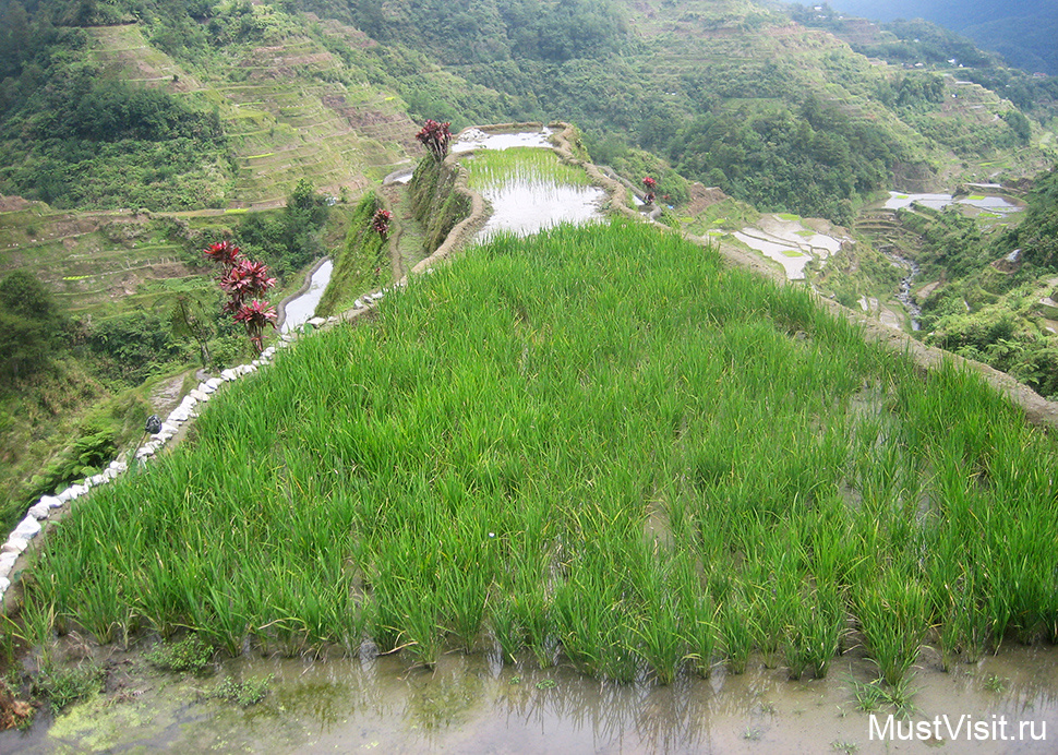 Рисовые террасы Банауэ