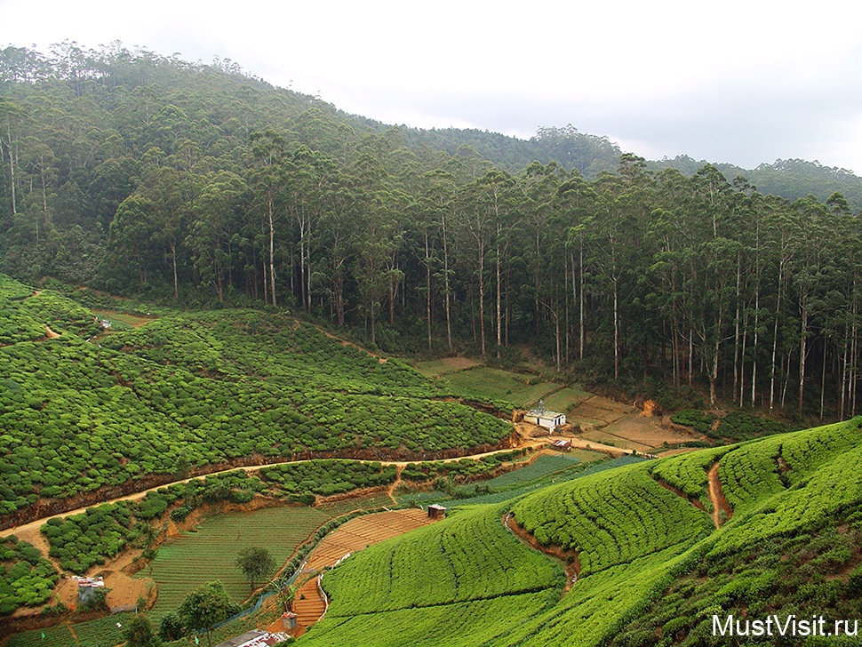 Чайные плантации Канди
