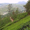 Чайные плантации Нувара Элия