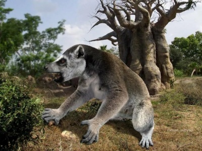 Мегаладапис-коаловые лемуры