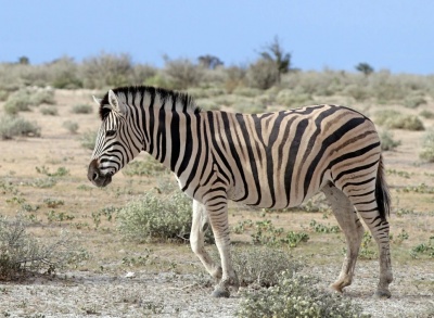 Квагга-саванная зебра