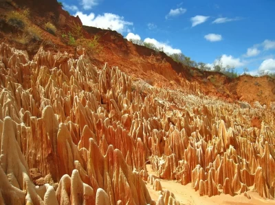 Каменный лес Цинги Руж (Мадагаскар)