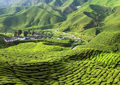 Чайные плантации Кэмерун Хайлэндс