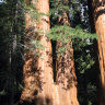 Секвойя-самое высокое дерево в мире