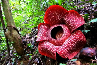 Раффлезия Арнольди-самый большой цветок-паразит в мире