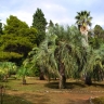 Ботанический сад о. Локрум