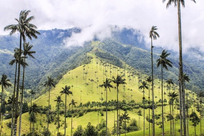 Долина Кокора - Киндиойская восковая пальма