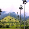 Долина Кокора - Киндиойская восковая пальма