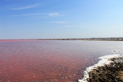 Озеро розовое Сасык-Сиваш (Крым)