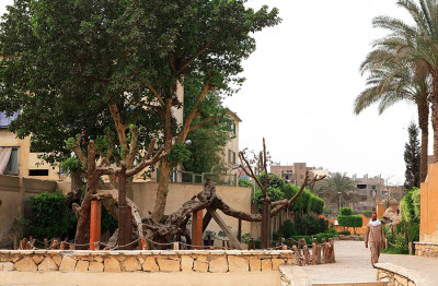 Дерево и колодец Мариам (Девы Марии) в Каире