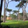 Архитектурно-ландшафтный парк Вилла Боргезе. Итальянские сосны - пинии.
