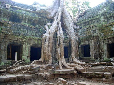 Храм Та Пром в Ангкоре