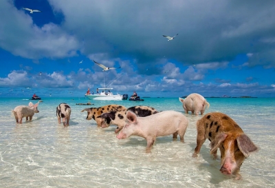 Пляж свиней
