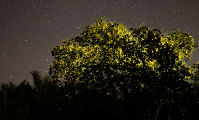 Парк светлячков Kampung Kuantan Fireflies Park (Selangor)
