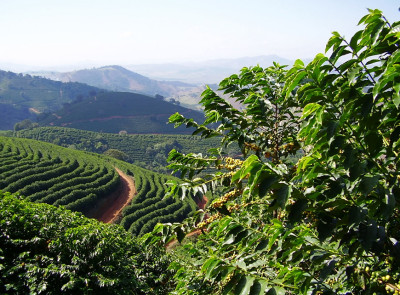 Кофейные плантации в горах Сьерра-Маэстра